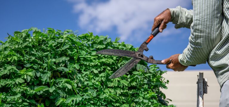 A gardener in the garden with a hut cuts a tree with hedgehogs against the sky. Garden care.